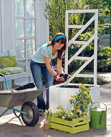 Planting Thunbergia in a white pot (2/5)