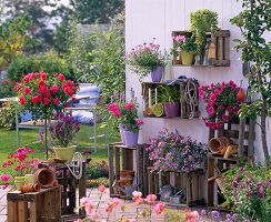 Scaevola (fan flower), Petunia (petunia), Pelargonium