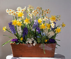 Narcissus (Narzissen), Hyacinthus (Hyazinthen), Primula (Frühlingsprimeln)