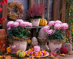 Chrysanthemum grandiflorum (Deko - Chrysanthemen)