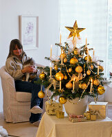 Abies nordmanniana, decorated