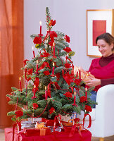 Abies nobilis (Edeltanne) als Weihnachtsbaum geschmückt mit roten Rosa (Rosen