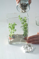 Mini aquarium as a maritime decoration