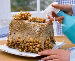 Kuehneromyces (Stockschwämmchen) auf Ballen als Fertigkultur