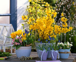 Forsythia intermedia 'Gold Rush' (Gold Bells)