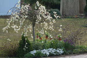 Flowering Salix caprea 'Pendula', Fritillaria imperialis