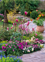 Magnolia 'Susan' (Purple Magnolia) in a bed with Erysimum (Golden Violet)