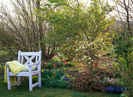Spring bed with Acer palmatum (fan maple), Fothergilla major