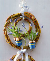 Muscari (grape hyacinth) in wreaths of Salix (willow) at the door