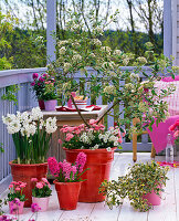 Scented balcony with Viburnum burkwoodii (scented snowball)