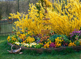 Forsythia with spring flowers in a round bed