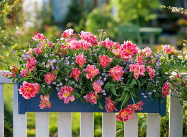 Blue box with Tulipa 'Peach Blossom' (tulips), Hyacinthus