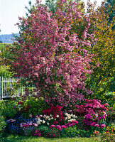 Malus 'Van Eseltine' (ornamental apple), Rhododendron 'Blauws Pink', Tulipa 'Horizon'.