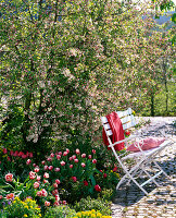 Malus 'Evereste' (Zierapfel), Tulipa 'Wirosa' 'Couleur Cardinal'