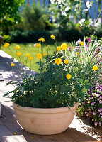 Trollius europaeus (troll flower) in a light bowl