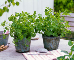 Petroselinum (Parsley) in patinated metal pots