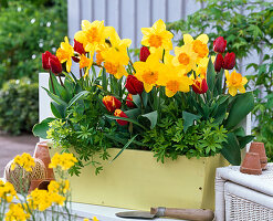 Kasten mit Narzissen und Tulpen bepflanzen : 2/2