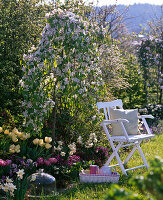 Malus 'Red Jade' (hanging ornamental apple), Tulipa 'Verona' & 'Abigail' (tulips)