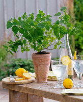 Fruchtkräuter : Salvia (Zitronensalbei), Glas mit Zitronenwasser
