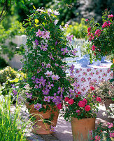 Rosenterrasse : Rosa 'Gärtnerfreude' (Bodendeckerrose)