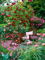 Pink 'Flaming Dance' (climbing rose), 'Lupo' (dwarf rose) on stem