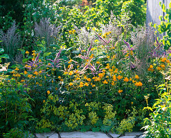 Blue-yellow perennial bed with Trollius europaeus (troll flowers), Veronicastrum