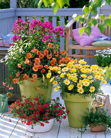 Argyranthemum 'Butterfly', 'Beauty White' (Marguerite), Phlox