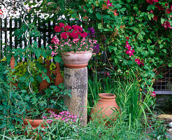 Bowl with Verbena (verbena), Diascia (elfin spurge)