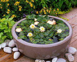 Schale mit Nymphaea tetragona 'Alba' (Zwergseerose)