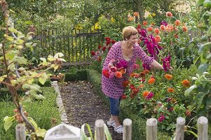 Farm garden with Dahlia