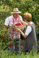 Woman pickung ribes and giving berries to a man berries for snacking