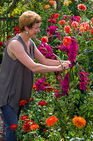 Woman in cottage garden cutting Dahlia (dahlias) and Gladiolus (gladioli)
