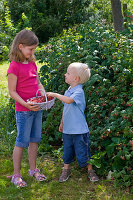 Mädchen und Junge pflücken Himbeeren