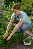 Woman harvesting herbs