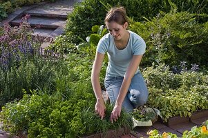 Woman harvesting Allium schoenoprasum (chives)