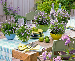 Table decoration with Campanula cochlearifolia 'Bavaria Blue'