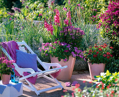 Gladiolus (Gladiolus), Cleome 'Senorita Rosalita' (Spider plant)