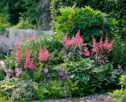 Shadow flowerbed, Astilbe, Hosta 'Francee', 'Patriot'