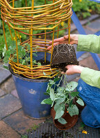 Willow as a climbing aid for Thunbergia (13/15)