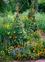 Willow as a trellis aid for Thunbergia lichens