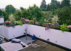 Dachterrasse bepflanzen (5/6)