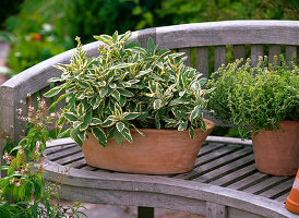 Salvia officinalis 'Rotmühle' (Sage), Thymus citriodorus