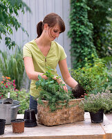 Planting a herb basket (2/3)