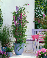 Lathyrus odoratus (sweetpea) in tub with pink and purple