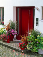 Red front door, Phormium 'Jester' (New Zealand flax)