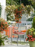 Begonia Summerwings 'White Orange' (hanging begonias)