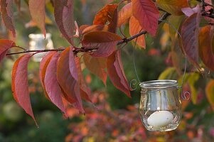 Kleines Glas als Windlicht aufgehängt an Prunus (Zierkirsche)
