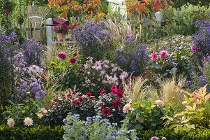 Herbstbeet : Aster (Herbstastern), Dahlia (Dahlien), Zinnia (Zinnien)