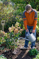 Man planting shrub hydrangea (3/4)
