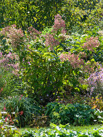 Man plants shrub hydrangea 4/4